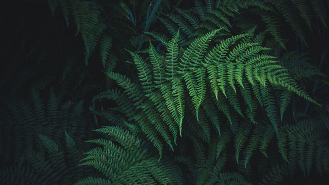 nick cooper 731773 unsplash